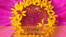  Presentation with family floral - Presentation theme consisting of genus zinnia family compositae background and a gold colored foreground