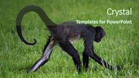  Presentation with spider - Beautiful slide deck featuring geoffroy's spider monkey ateles geoffroyi backdrop and a tawny brown colored foreground