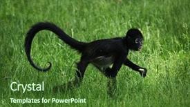 Presentation with spider - Slide set enhanced with geoffroy's spider monkey ateles background and a tawny brown colored foreground
