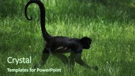  Presentation with spider - Audience pleasing PPT layouts consisting of geoffroy's spider monkey ateles backdrop and a tawny brown colored foreground