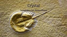 11 Best Paleontology-Themed Templates for PowerPoint & Google Slides
