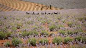  Presentation with purple flowers - PPT layouts with geometric-lavender-field-with-line background and a coral colored foreground