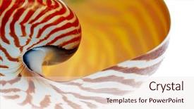  Presentation with shell - Presentation theme featuring mathematics symmetry - nautilus shell section isolated background and a lemonade colored foreground