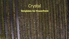  Presentation with vine - PPT theme consisting of geometric-pattern-of-vine-plantation background and a tawny brown colored foreground