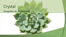  Presentation with succulents - Audience pleasing slide deck consisting of geomety - rectangular arrangement of succulents cactus backdrop and a mint green colored foreground