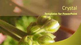  Presentation with geranium - Presentation theme enhanced with geranium bud geraniales aka cranesbill flower bloom - close macro view background and a tawny brown colored foreground
