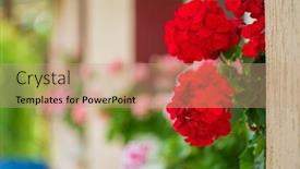  Presentation with geranium - Presentation consisting of geranium-flowers-in-the-pot background and a coral colored foreground