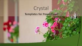  Presentation with geranium - PPT layouts having geranium-flowers-in-the-pot background and a coral colored foreground