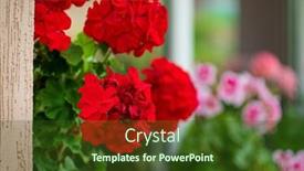  Presentation with geranium - Slide deck enhanced with geranium-flowers-in-the-pot background and a tawny brown colored foreground