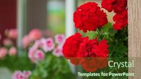  Presentation with geranium - PPT theme having geranium-flowers-in-the-pot background and a tawny brown colored foreground