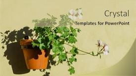  Presentation with geranium - Theme having geranium-flowers-in-the-pot background and a soft green colored foreground
