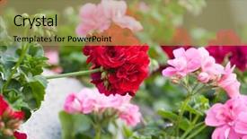  Presentation with geranium - Beautiful PPT layouts featuring geranium flowers backdrop and a yellow colored foreground