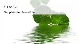  Presentation with geranium - Colorful presentation design enhanced with geranium in water on a white background backdrop and a white colored foreground