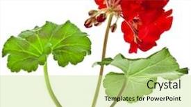  Presentation with geranium - Cool new PPT layouts with geranium pelargonium flowers bouquet backdrop and a soft green colored foreground
