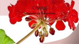  Presentation with geranium - PPT theme enhanced with geranium pelargonium flowers close up macro shot on white background background and a crimson colored foreground