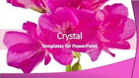  Presentation with geranium - PPT theme enhanced with geranium pelargonium flowers isolated background and a purple colored foreground