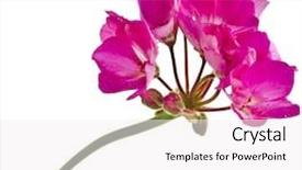  Presentation with geranium - Audience pleasing presentation theme consisting of geranium pelargonium flowers isolated backdrop and a white colored foreground