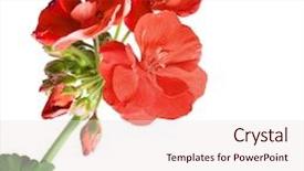  Presentation with geranium - Audience pleasing presentation theme consisting of geranium pelargonium flowers isolated backdrop and a lemonade colored foreground