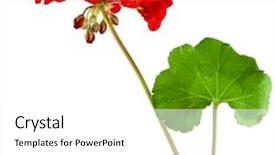  Presentation with geranium - Slide set with geranium pelargonium flowers with copy space for text on white background background and a white colored foreground