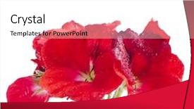  Presentation with geranium - Amazing PPT theme having geranium pelargonium heads bloom close up macro shot isolated on white background backdrop and a white colored foreground