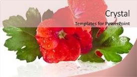  Presentation with geranium - Slide deck enhanced with geranium pelargonium heads close up background and a lemonade colored foreground