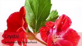  Presentation with geranium - Beautiful slides featuring geranium pelargonium heads close up backdrop and a red colored foreground