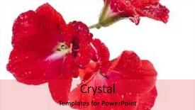  Presentation with geranium - Colorful presentation design enhanced with geranium pelargonium heads close up macro shot isolated on white background backdrop and a red colored foreground