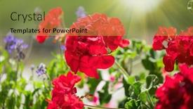  Presentation with beautiful nature - PPT theme with geranium-red-flower-beautiful-geranium background and a yellow colored foreground