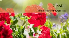  Presentation with geranium - Slide set consisting of geranium-red-flower-beautiful-geranium background and a yellow colored foreground
