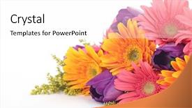  Presentation with daisy - Presentation theme consisting of panetone de chocolate e frutas background and a tawny brown colored foreground