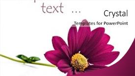  Presentation with pure white - Slides with abstract fractal image colorful star twin spirals background and a dark gray colored foreground