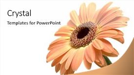  Presentation with daisy - Colorful slide deck enhanced with gerber daisy - peachy daisy macro backdrop and a white colored foreground