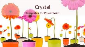  Presentation with flower pots - Amazing theme having gerber flowers in flower pots backdrop and a sky blue colored foreground