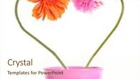  Presentation with heart flowers - Presentation theme having gerber flowers in heart shape isolated on white background background and a cream colored foreground