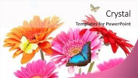  Presentation with monarch butterfly isolated on white - Slide deck having gerber flowers with butterflies isolated background and a sky blue colored foreground