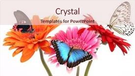 Presentation with daisy - Amazing slides having gerber flowers with butterflies isolated backdrop and a lemonade colored foreground