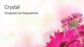  Presentation with daisy - PPT layouts enhanced with gerber flowers with free space background and a cream colored foreground