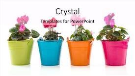  Presentation with plants - PPT layouts consisting of gerber plants in row pot background and a white colored foreground