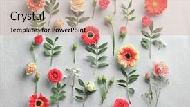  Presentation with white flowers - Presentation consisting of gerbera - flat lay of fresh flowers background and a coral colored foreground