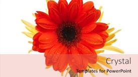  Presentation with pure white - Theme featuring gerbera and mums flowers isolated background and a red colored foreground