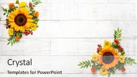  Presentation with flowers border - Beautiful PPT theme featuring gerbera border - beautiful autumn flowers and berries backdrop and a sky blue colored foreground