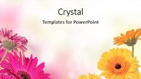  Presentation with flowers border - Slide set with gerbera border - gerber flowers with free space background and a cream colored foreground