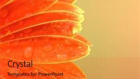  Presentation with water drops - Presentation design featuring gerbera border - macro photo of flower background and a gold colored foreground