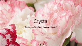  Presentation with blooming lotus flower of pink - Presentation consisting of gerbera border - pink and white carnation flower background and a lemonade colored foreground