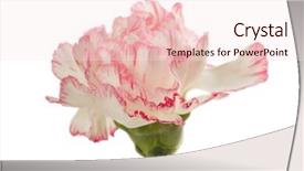  Presentation with border pink - Cool new theme with gerbera border - pink carnation flower isolated backdrop and a sky blue colored foreground