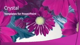  Presentation with nature purple - Beautiful PPT theme featuring gerbera border - purple flower nature background backdrop and a violet colored foreground