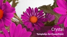  Presentation with nature purple - PPT theme featuring gerbera border - purple flower nature background background and a violet colored foreground