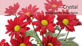  Presentation with flower - Theme featuring gerbera border - red flower isolated on white background and a  colored foreground
