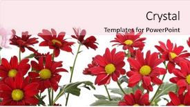  Presentation with border flower - Colorful PPT theme enhanced with gerbera border - red flower isolated on white backdrop and a lemonade colored foreground