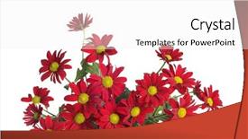  Presentation with red white blue patriotic - Cool new PPT theme with gerbera border - red flower isolated on white backdrop and a white colored foreground